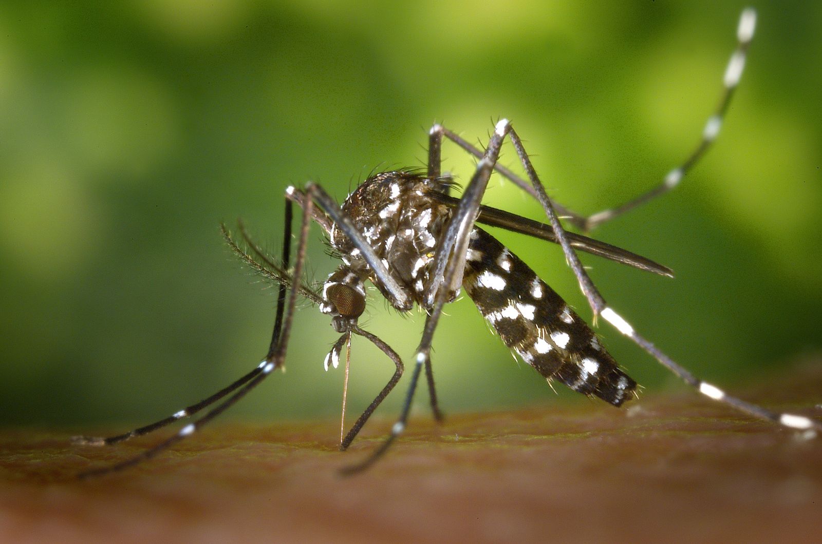 Mosquito Aedes aegypti
